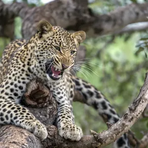 Leopard (Panthera pardus) showing teeth, Hoedspruit, Limpopo, South-Africa Leopard (Panthera pardus) showing teeth, Hoedspruit, Limpopo, South-Africa