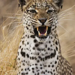 A leopard (Panthera pardus) snarling, portrait, Khwai River, Botswana, Botswana A leopard (Panthera pardus) snarling, portrait, Khwai River, Botswana, Botswana
