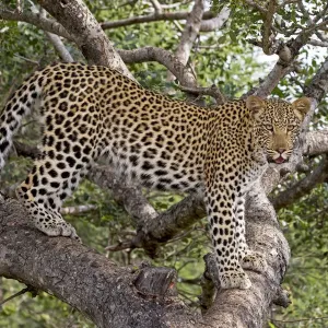 Leopard (Panthera pardus) standing on branches, Hoedspruit, Limpopo, South-Africa Leopard (Panthera pardus) standing on branches, Hoedspruit, Limpopo, South-Africa