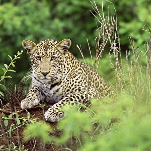 Leopard (Panthera pardus) on termite hill, Kenya, Tsavo West National Park