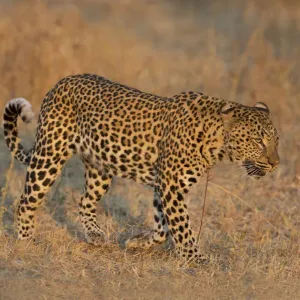 Leopard (Panthera pardus) walking, Zambia, South Luangwa National Park Leopard (Panthera pardus) walking, Zambia, South Luangwa National Park