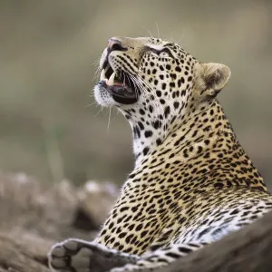 Leopard (Panthera pardus) watching bird in tree, Kenya, Buffalo Springs National Reserve Leopard (Panthera pardus) watching bird in tree, Kenya, Buffalo Springs National Reserve