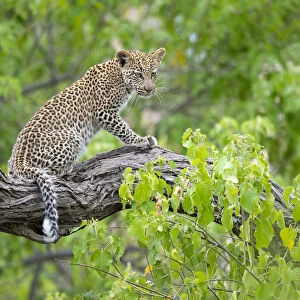 Leopard (Panthera pardus) young female sitting on a tree branch, Okavango Delta, Botswana