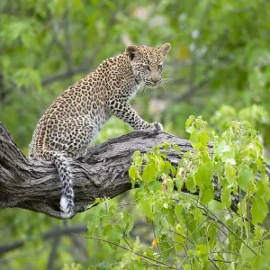 Leopard (Panthera pardus) young female sitting on a tree branch, Okavango Delta, Botswana Leopard (Panthera pardus) young female sitting on a tree branch, Okavango Delta, Botswana