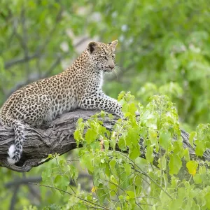 Leopard (Panthera pardus) young female on tree branch, Okavango Delta, Botswana Leopard (Panthera pardus) young female on tree branch, Okavango Delta, Botswana