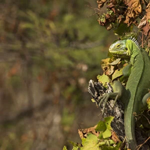 Lesser Antillean Iguana (Iguana delicatissima) sitting on vegetation, St. Eustatius, Caribbean Netherlands