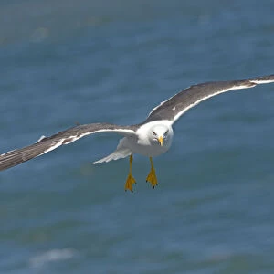 Lesser Black-backed Gull (Larus fuscus) Flying behind the ferry that goes from Texel to