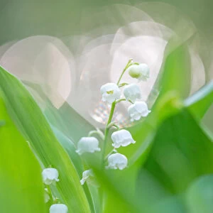 Lily of the valley (Convallaria majalis) blooming, Gooilust, Noord-Holland
