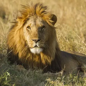 Löwe (Panthera leo) Erwachsener männlicher Löwe liegt liegen, Kenia, Masai-Mara-Nationalpark Löwe (Panthera leo) Erwachsener männlicher Löwe liegt liegen, Kenia, Masai-Mara-Nationalpark