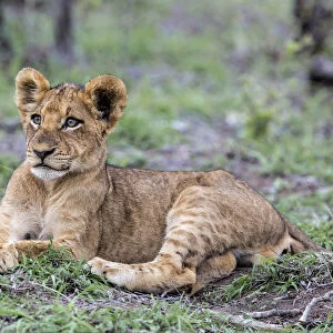 Lion (Panthera leo) cub laying in grass, Sabi Sands Game Reserve, Mpumalanga