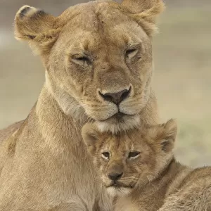 Lion (Panthera leo) cub providing a head rest for its mother, Ndutu Conservation Area