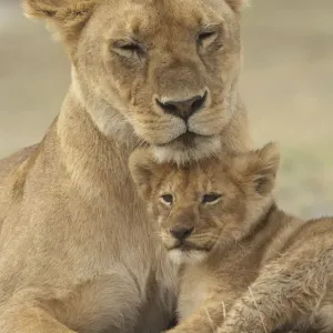 Löwe (Panthera leo)-Kubus bietet einem Kopfstütze für seine Mutter, Ndutu-Conservationsgebiet Löwe (Panthera leo)-Kubus bietet einem Kopfstütze für seine Mutter, Ndutu-Conservationsgebiet