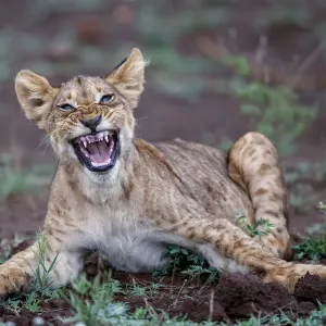 Löwe (Panthera leo) Kälber mit offenen Mündern im Zimbangawildreservat, Im Zimbangawildreservat Löwe (Panthera leo) Kälber mit offenen Mündern im Zimbangawildreservat, Im Zimbangawildreservat