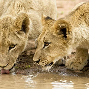 Lion (Panthera leo) cubs drinking at waterpool, south Africa, Hoedspruit, Kruger Park