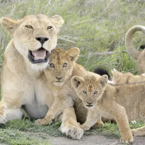 Löwe (Panthera leo)-Kubus spielen mit der Löwin Mutter im Savanne Löwe (Panthera leo)-Kubus spielen mit der Löwin Mutter im Savanne