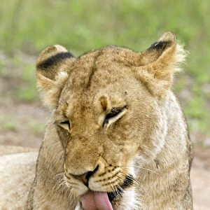 Lion (Panthera leo) grooming, South Africa, Kruger Park