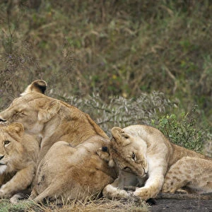Lion (Panthera leo) juveniles cleaning themselves, Tanzania, Serengeti National park