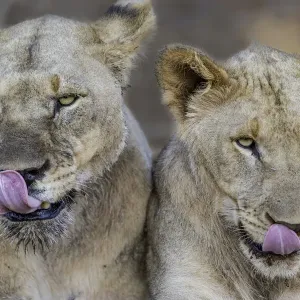 Prints of : Lions