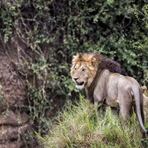 Lion (Panthera leo) looking around, Masai Mara National Reserve, Kenya