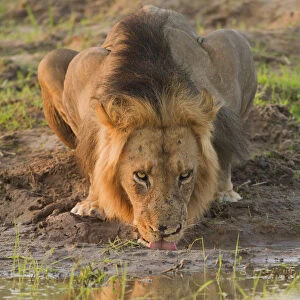 Lion (Panthera leo) male drinking, Zimbabwe, Mashonaland, Mana Pools National Park