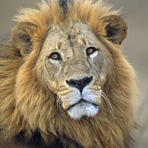 Lion (Panthera leo) portrait, Kenya, Lake Nakuru National Park