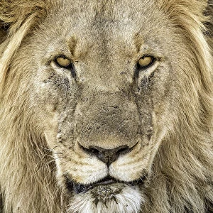 Lion (Panthera leo) portrait of a male, North West, South-Africa