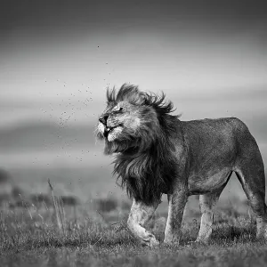 Löwe (Panthera leo), Fliegen abwischen, Masaaï-Mara-Nationalpark im Rift-Valley-Provinz in Kenia