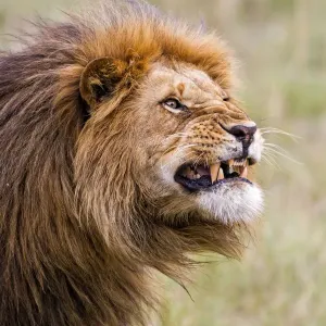 Der Löwe (Panthera leo) zeigt seine Zähne in Masai Mara, Kenia Der Löwe (Panthera leo) zeigt seine Zähne in Masai Mara, Kenia