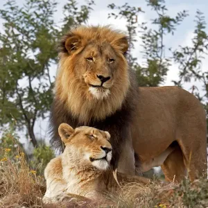 Der Löwe (Panthera leo) steht im Gras, während der Löwenhirsch (Panthera leo) sich unter ihm ausruht Der Löwe (Panthera leo) steht im Gras, während der Löwenhirsch (Panthera leo) sich unter ihm ausruht