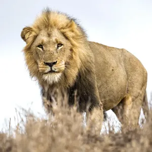 Der Löwe (Panthera leo), steht auf einer kleinen Hügel und blickt in die Kamera Der Löwe (Panthera leo), steht auf einer kleinen Hügel und blickt in die Kamera