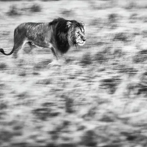 Löwe im hohen Gras des Maasai-Mara-Nationalparks in der Provinz Rift-Valley-Kenya
