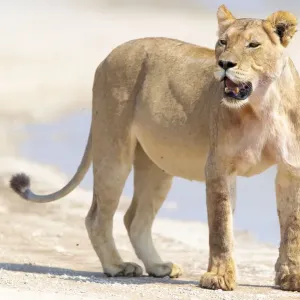 Löwinnen (Panthera leo), die sich nach dem Trinken aus einem Becken umsieht Löwinnen (Panthera leo), die sich nach dem Trinken aus einem Becken umsieht