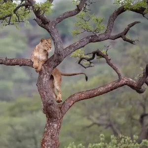 Löwinnen (Panthera leo) im Verborgenbleiben auf der Jagd nach Beute in einem Baum, Privatreservat von Zimanaga Löwinnen (Panthera leo) im Verborgenbleiben auf der Jagd nach Beute in einem Baum, Privatreservat von Zimanaga
