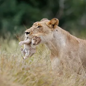 Löwinnenmutter (Panthera leo), die durch hoher Graslandschaft geht und ihren neuen geborenen Kub trägt Löwinnenmutter (Panthera leo), die durch hoher Graslandschaft geht und ihren neuen geborenen Kub trägt