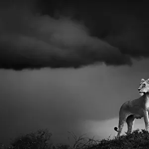 Lioness (Panthera leo) standing on termite mound, Maasai Mara National Reserve, Rift Valley Province, Kenya