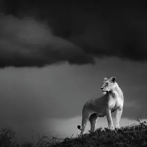Löwinnen (Panthera leo), stehen auf einem Termitenhügel in der Masaischer Mara-Nationalpark im Tal des Rifts Provinz Kenia