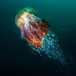 Riesen-Mannschenwindung (Cyanea capillata), mit einer Anzahl junger Fische in der Flutengel nach Schutz suchend innerhalb der stechenden Tentakel, auf St. Kilda von der Insel Hirta, Scotland