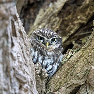 Little Owl (Athene noctua) hiding in old willow, Zalk, Overijssel, the Netherlands