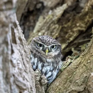 Weniger Uhu (Athene noctua), versteckt sich unter altem Weidenbaum in Zalk im Überijssel, den Niederlanden Weniger Uhu (Athene noctua), versteckt sich unter altem Weidenbaum in Zalk im Überijssel, den Niederlanden