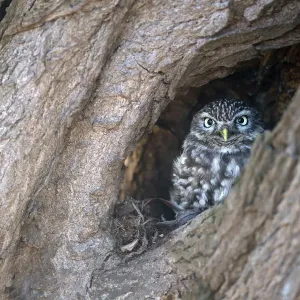 Kleine Eule (Athene noctua), auf einem alten Weidenbaum sitzend und den Kamera nachschaunend. Zalk, Provinz Überijssel Kleine Eule (Athene noctua), auf einem alten Weidenbaum sitzend und den Kamera nachschaunend. Zalk, Provinz Überijssel