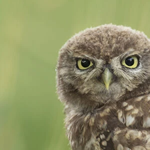 Little owl young portrait, The Netherlands