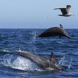 Long-beaked Common Dolphin (Delphinus capensis) trio jumping with gull flying, Santa Barbara