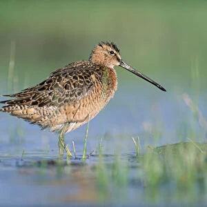 Long-billed Dowitcher (Limnodromus scolopaceus) in breeding plumage, North America