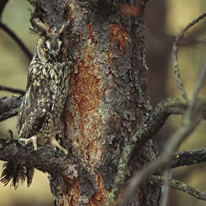 Long-eared Owl (Asio otus) perched in tree, circumpolar species, British Columbia, Canada