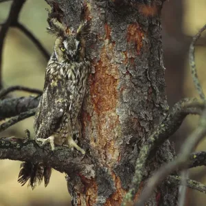 Langohr-Schwalbenfuchs (Asio otus), sitzt auf einem Baum. Es ist eine umlaufende Art und wird in Kanada im britischen Kolumbien gefunden Langohr-Schwalbenfuchs (Asio otus), sitzt auf einem Baum. Es ist eine umlaufende Art und wird in Kanada im britischen Kolumbien gefunden