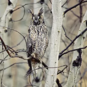 Langohr-Schwalbenfügler (Asio otus), im Baum sitzend, umgangssprachlich als Zirkumpolare Art bekannt. Britisch-Kolumbien Langohr-Schwalbenfügler (Asio otus), im Baum sitzend, umgangssprachlich als Zirkumpolare Art bekannt. Britisch-Kolumbien