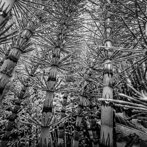 Niedriger Winkelblick auf Field Horsetail (Equisetum arvense), Sint-Jansberg, Plasmolen, Limburg, Niederlande - Teil der niederländischen Jungel-Serie mit der welcher Jowan Iven den Titel Naturfotograf des Jahres sowie die Kategorie Serie gewann