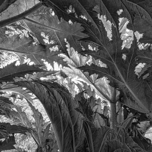 Niedriger Winkelansicht der Blätter von Giant Hogweed (Heracleum mantegazzianum), Laarbeek, Noord-Brabant, Niederlande - Teil des niederländischen Jungels und mit dem Jowan Iven gewonnenen Titel Nature Photographer of the Year sowie der Serie-Kategorie