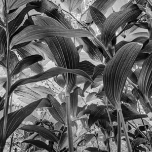 Niedriger Winkelblick auf die Solomons-Schale (Polygonatum sp. ), Sint-Jansberg, Plasmolen, Limburg, Niederlande - Teil der niederländischen Dschungel-Reihe mit der welcher Jowan Iven den Titel Naturfotograf des Jahres sowie die Kategorie Reihe gewann