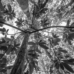 Niedriger Winkelanschauung einer unbekannten Rhododendron-Pflanze, Helmond, Noord-Brabant, Niederlande - Teil der niederländischen 